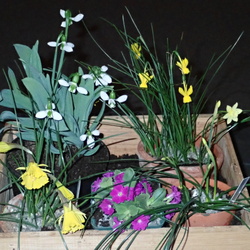 Alpines